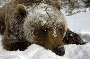 В Семее медведи не могут заснуть