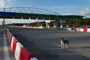Телепортирующаяся собака попала на видео