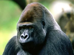 Производитель Gorilla Glass продался «Самсунгу»
